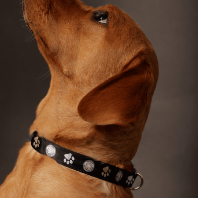 Dog Collar and Lead Set