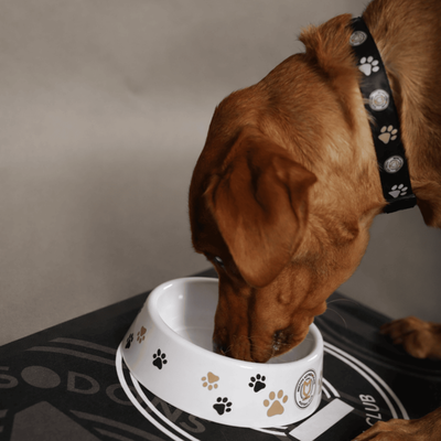 Dog Bowl